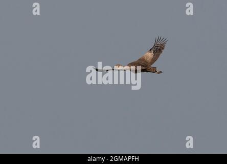 Bengala Florican (Houbaropsis bengalensis bengalensis) donna adulta in volo vicino a Roing, Arunachal Pradesh, India Febbraio Foto Stock