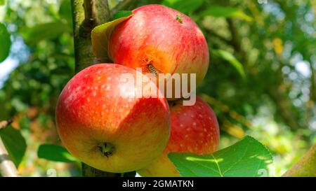 Una vespa di frutta ha gnawed un buco in una mela dolce matura. Peste di insetto nel giardino. Una mela affogata da colonne di gatto e vespe. Foto Stock