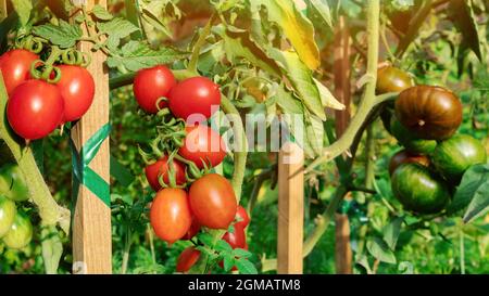 Pomodori su un ramo primo piano in un orto. I pomodori rossi crescono in letti rialzati. Pomodori crescenti su picchetti di legno. Pomodori alti che si legano. Foto Stock