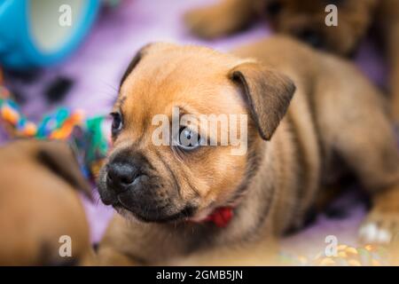 Staffordshire Bull Terrier, purebred cucciolo di una razza di cani popolare, primo piano Foto Stock