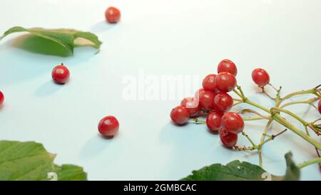 Spazio per la copia di Red berry rowan. Foto Stock