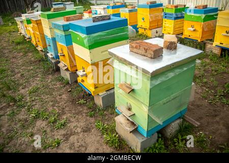 Orticaria colorata in legno e plastica contro il cielo blu in estate. Apiario in piedi in cortile su erba. Tempo freddo e ape seduta in alveare. Foto Stock