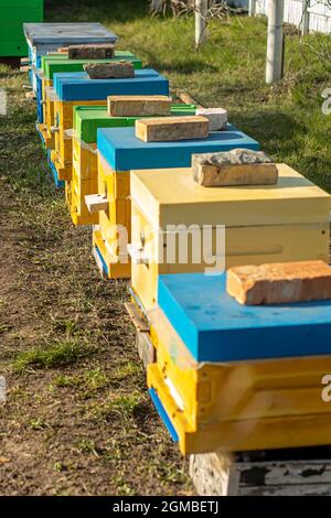 Orticaria colorata in legno e plastica contro il cielo blu in estate. Apiario in piedi in cortile su erba. Tempo freddo e ape seduta in alveare Foto Stock