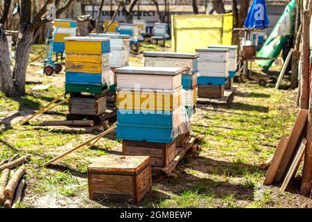 Giardino fiorito con apiary. Le api sorgono sotto gli alberi fioriti di meli. Tulipani rossi sullo sfondo di alveari. Messa a fuoco morbida. Foto Stock