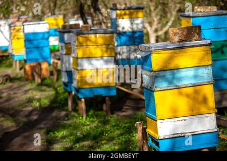 Orticaria colorata in legno e plastica contro il cielo blu in estate. Apiario in piedi in cortile su erba. Tempo freddo e ape seduta in alveare. Foto Stock