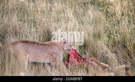 Una puma trascina la sua carcassa di guanaco attraverso le alte erbe morte, Torres del Paine, Patagonia Foto Stock