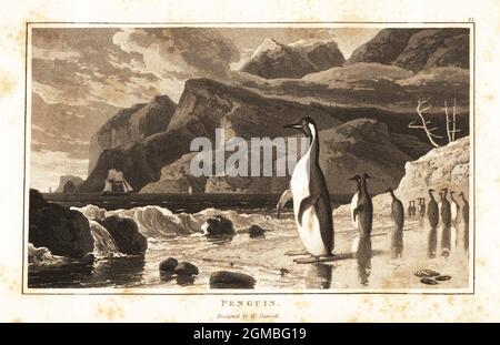 Pinguini re, Appenodytes patagonicus, Patagonia pinguin, Appenodyta patachonica, in spiaggia, Prima delle montagne, Emisfero Sud. Acquatinta disegnata e incisa da William Daniell da William Wood’s Zoography, Cadell and Davies, 1807. Foto Stock