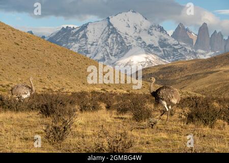 Coppia di reas in montagna, Torres del Paine, Patagonia Foto Stock