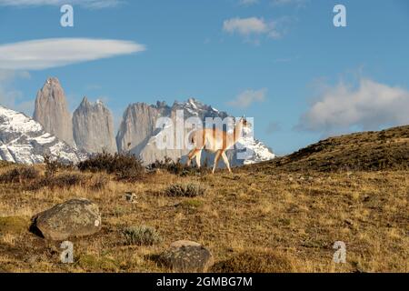 Guanco con nube lenticolare su Torres del Paine, Patagonia Foto Stock