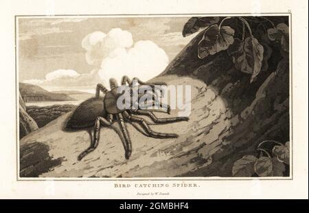 Pinktoep tarantula, Avicularia avicularia, su un tronco d'albero. Ragno di cattura di uccelli, Aranea avicularia. Acquatinta disegnata e incisa da William Daniell da William Wood’s Zoography, Cadell and Davies, 1807. Foto Stock