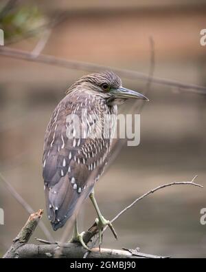 Black-coronato Night-Heron (Nycticorax nycticorax) appica su un ramo di albero in uno stagno in Franklin Canyon, Beverly Hills, CA. Foto Stock