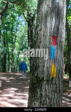 Middleville, Michigan - Trail Blazes dipinto su un albero nella Yankee Springs Recreation Area guida escursionisti su tre percorsi separati. Foto Stock