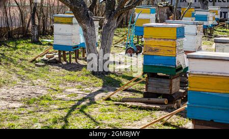 Sideboards vicino all'entrata dell'alveare., per aiutare le api cadute ad entrare nell'alveare. Preparazione dell'apiario per la primavera. Foto Stock