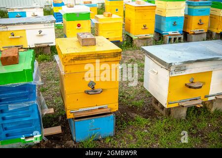 Alveari colorati in legno e plastica in estate. Apiary in piedi in cortile. Tempo freddo e ape seduta in alveare Foto Stock