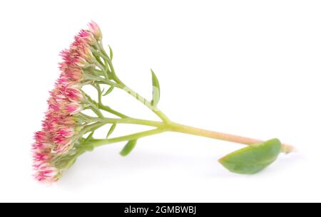 Sedum fiori isolati su sfondo bianco. Hylotelephium spectabile o strepecrop showy. Foto Stock