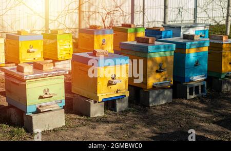 Alveari colorati in legno e plastica in estate. Apiary in piedi in cortile. Tempo freddo e ape seduta in alveare Foto Stock
