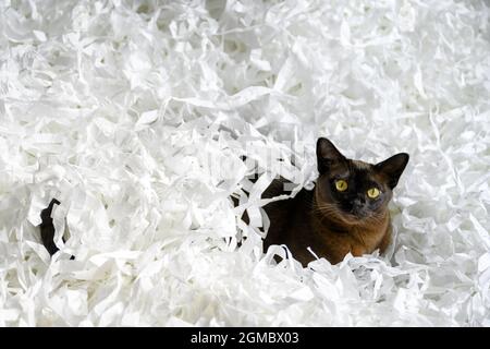 Gatto birmano giacente in scatola di riempimento, giovane gatto birmano marrone gioca con strisce di confetti bianchi. Giocoso birmano europeo gatto si rilassa su carta tagliata h Foto Stock