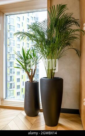 Arredamento interno con piante, dettaglio di casa moderna o ufficio interno. Design naturale, piante verdi in pentole dalla finestra del soggiorno o sala aziendale. Parque Foto Stock