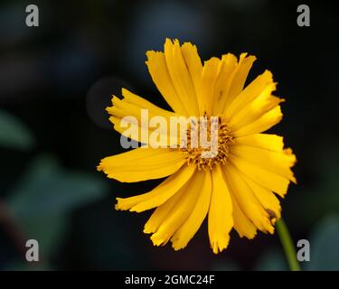 Singolo giallo brillante Coreopsis Schittgold fiore Foto Stock