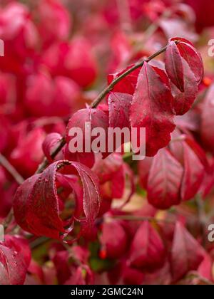 Primo piano di Euonymus alatus che mostra il suo verde rosso brillante autunno Foto Stock