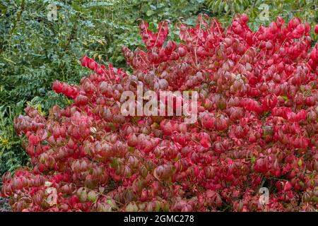 Grande Euonymus alatus che mostra il suo verde rosso brillante autunno Foto Stock