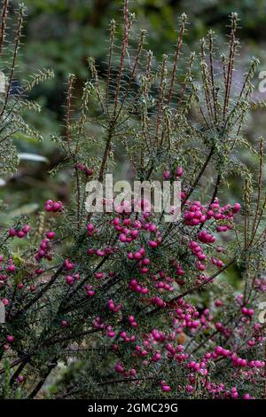 Leptecophylla juniperina Nana in bacche piena a fine estate Foto Stock