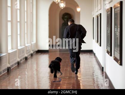 15 marzo 2009 “la famiglia Obama è stata introdotta ad un futuro cane di famiglia ad un saluto segreto la domenica. Dopo aver trascorso circa un'ora con lui, la famiglia decise di essere quella. Qui, il cane correva accanto al presidente in un corridoio dell'ala est. Il cane tornò al suo allenatore mentre Obama si imbarcò nel suo primo viaggio internazionale. Ho dovuto tenere queste foto segrete fino a poche settimane dopo, quando il cane è stato portato ‘a casa’ nella Casa Bianca e introdotto al mondo come Bo”. (Foto ufficiale della Casa Bianca di Pete Souza) questa foto ufficiale della Casa Bianca è disponibile solo per Foto Stock