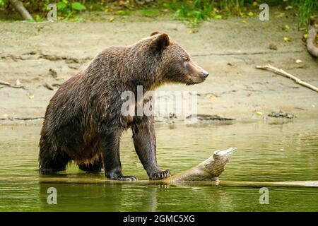 Un giovane orso brizzly femminile comandante (Ursus arctos horribilis) che si erge su un albero morto caduto nel fiume Atnerko e guarda lateralmente Foto Stock