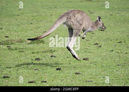 Kangarro saltando via su erba verde Foto Stock