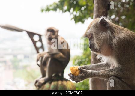 scimmie selvatiche seduti su un muro di pietra in alto sulla città con il loro cibo Foto Stock