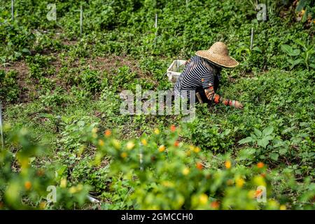 Hong Kong, Hong Kong. 17 settembre 2021. Un coltivatore che raccoglie verdure con un cestino, durante lo sfratto. Più di una dozzina di dipendenti dell'amministrazione fondiaria, appaltatori e operai delle costruzioni arrivarono al villaggio di ma Shi po per recuperare la terra dall'ultima casa rimasta. Gli agricoltori locali si sono trovati di fronte a un imminente sfratto fin dai primi anni 2000. (Foto di Katherine Cheng/SOPA Images/Sipa USA) Credit: Sipa USA/Alamy Live News Foto Stock