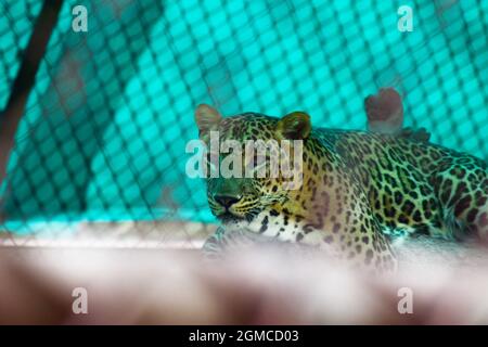 grande gatto jaguar in gabbia, animale faunistico. Foto Stock