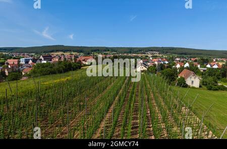 Hop piantagione vicino a Spalt in middle franconia Foto Stock