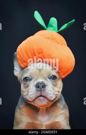 Il cucciolo francese del cane Bulldog si veste con il divertente cappello di zucca di Halloween davanti a uno sfondo scuro Foto Stock