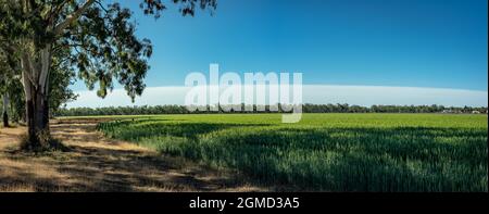 Grano verde fresco giovane coltivato in un campo agricolo in Australia rurale Foto Stock