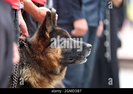 Non esclusiva: REGIONE DI IVANO-FRANKIVSK, UCRAINA - 17 SETTEMBRE 2021 - un cane di servizio è raffigurato durante la celebrazione del giorno del Soccorso a Ivano-Frankivsk, Foto Stock