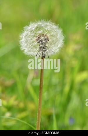 Tarassaco - Taraxacum officinale Foto Stock