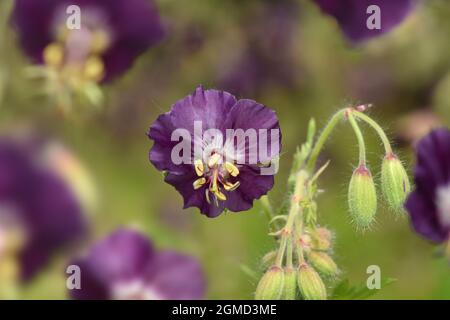 Dusky Crane's-Bill - Geranium Phaeum Foto Stock