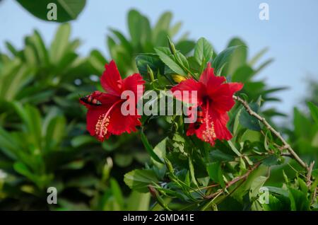 Fuoco selettivo su due fiori HIBICUS con api bumble e foglie verdi isolate in sfondo sfocato nel giardino al sole del mattino. Foto Stock
