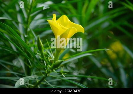 Fuoco selettivo sul giallo CASCABELA THEVETIA fiore con insetti e foglie verdi isolato in sfondo sfocato al sole del mattino. Foto Stock