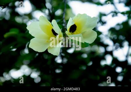 Fuoco selettivo sui fiori DI BAUHINIA TOMENTOSA isolati in sfondo sfocato al sole del mattino. Fiori bianchi, gialli e violetti. Bellissimi fiori. Foto Stock