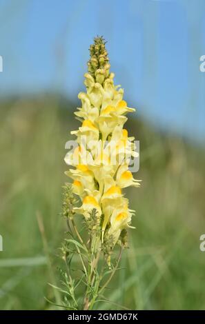 Comune - Toadflax Linaria vulgaris Foto Stock