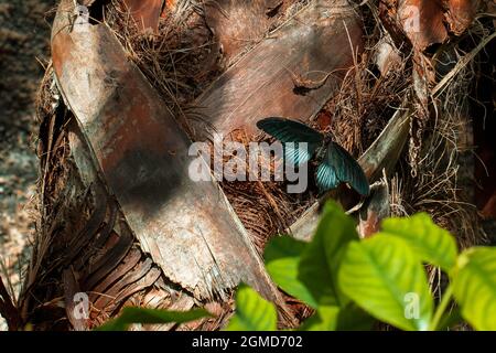 Beautiff farfalla tropicale colorato chiamato Papilio memnon | Grande Mormon in piedi sul tronco di palma nel giardino tropicale Konya farfalla. Foto Stock