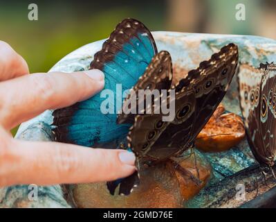 Mano che tocca le ali della bella farfalla Morpho Peleides mangiare nettare di frutta marciume nel mortaio di pietra di Konya giardino tropicale farfalla. Foto Stock