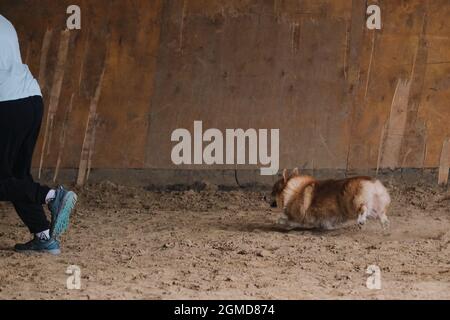 Gare di agilità, sport con cane. Gallese corsi Pembroke colore rosso corre con la sua padrona alle competizioni. Futuro vincitore e campione. Foto Stock