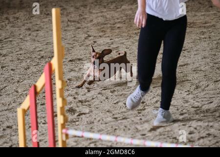 Gare di agilità, sport con cane. Coniglio liscio pelato dachshund di colore rosso corre con il suo proprietario alle competizioni. Il futuro vincitore e campione Foto Stock