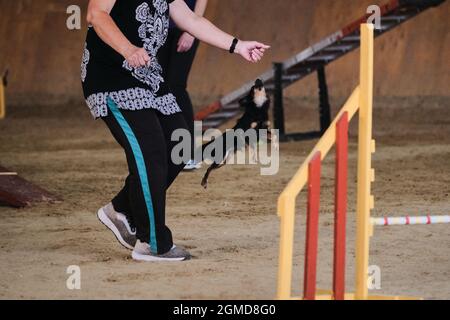 Gare di agilità, sport con cane. Nero e tan Long Haired giocattolo terrier corre e salta alto con il proprietario alle competizioni. Il futuro vincitore e cha Foto Stock