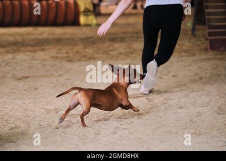 Gare di agilità, sport con cane. Coniglio liscio pelato dachshund di colore rosso corre con il suo proprietario alle competizioni. Il futuro vincitore e campione Foto Stock