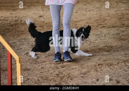 Gare di agilità, sport con cane. Il bordo bianco e nero collie corre con il suo proprietario alle competizioni. Il futuro vincitore e campione. Foto Stock