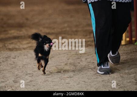 Gare di agilità, sport con cane. Nero e tan Long Haired giocattolo terrier corre con il proprietario alle competizioni. Il futuro vincitore e campione. Foto Stock